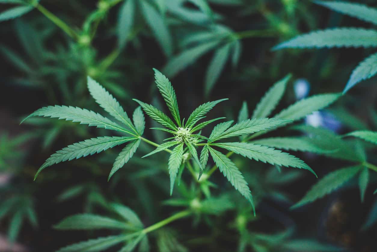 Cannabis plant